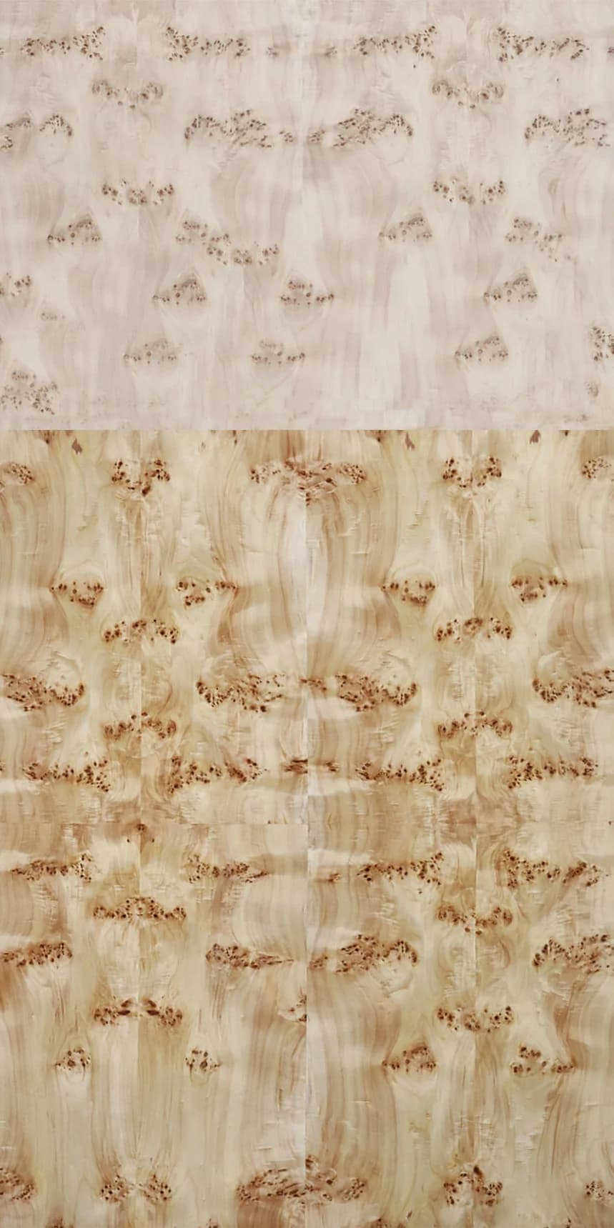 Poplar Burl main
