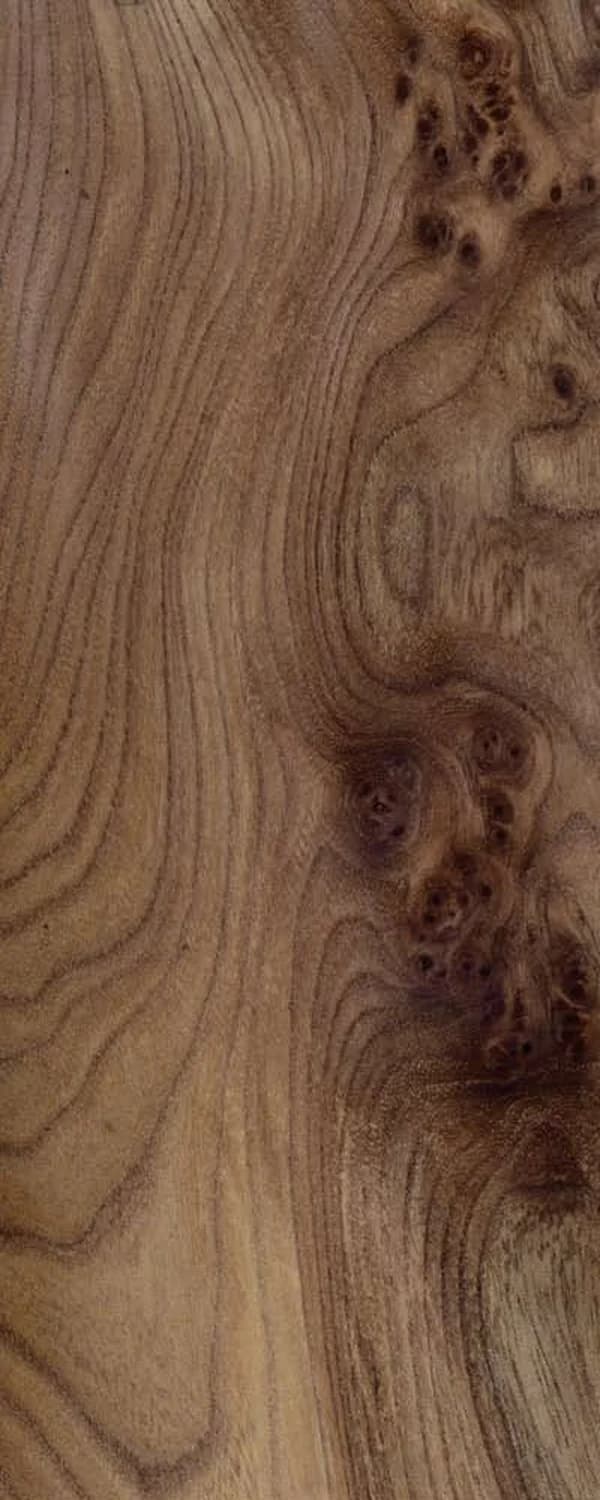 Elm Burl (FC4) main