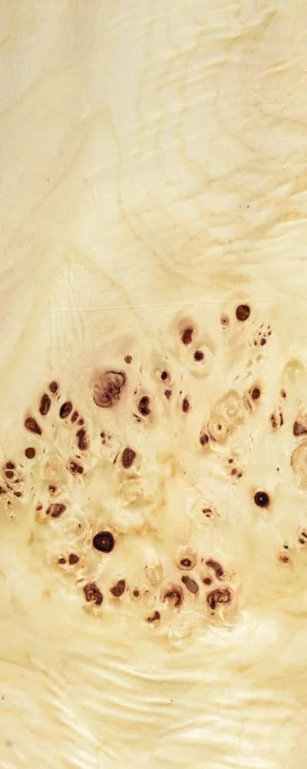 Poplar Burl (FC4) main