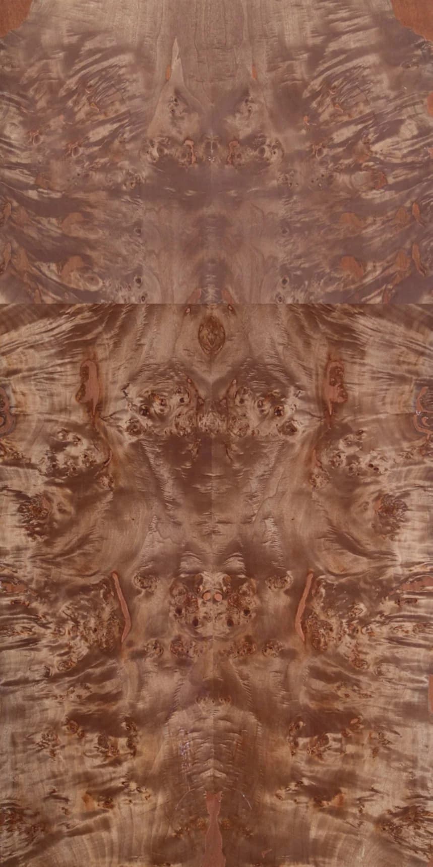 Choco Poplar Burls Panello main